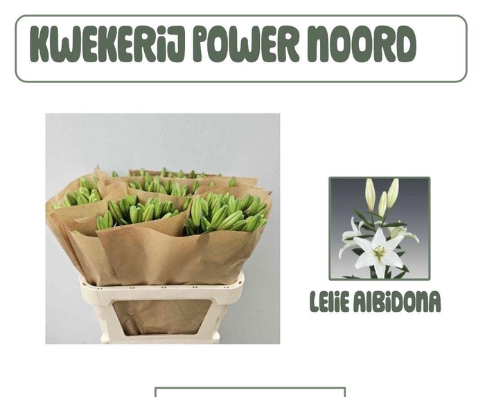 <h4>LI LA ALBIDONA</h4>