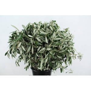OLEA EUROPAEA