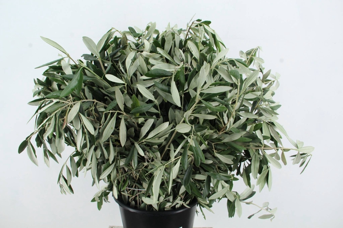 <h4>OLEA EUROPAEA</h4>