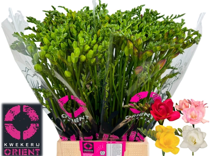 <h4>Freesia du mix</h4>