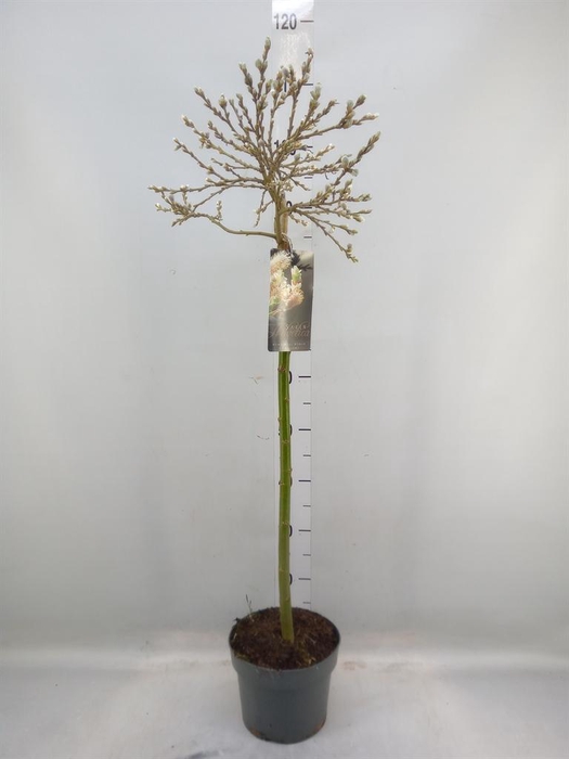 <h4>Salix helvetica</h4>