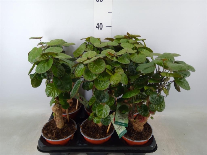 <h4>Polyscias scutellaria 'Fabian'</h4>