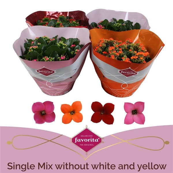 <h4>Kalanchoë Single Mix in SV.COloursleeve - without white & yellow</h4>