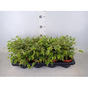 Ficus benja. 'Kinky'