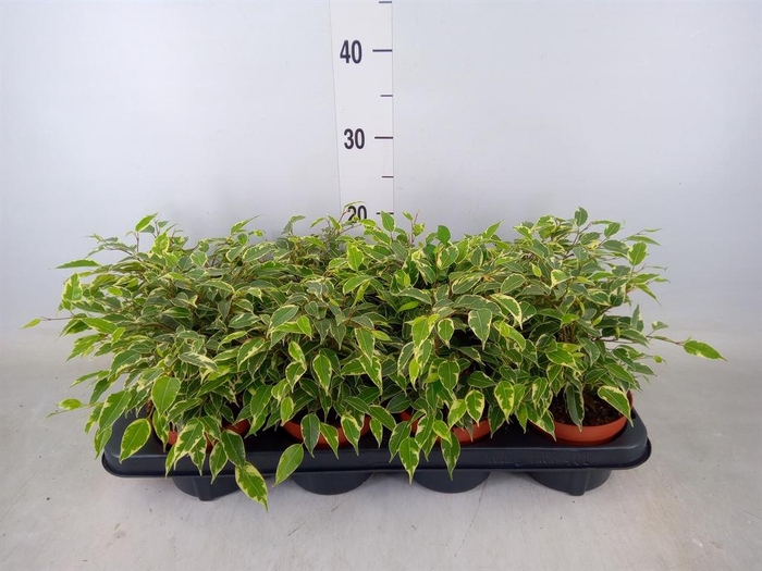 <h4>Ficus benja. 'Kinky'</h4>