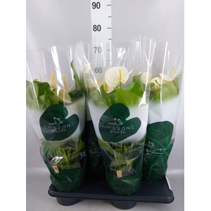 Anthurium andr. 'Samora'