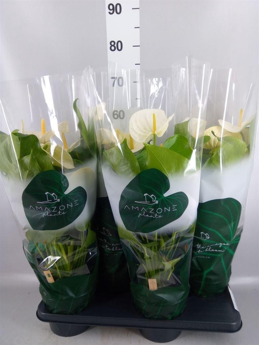 <h4>Anthurium andr. 'Samora'</h4>