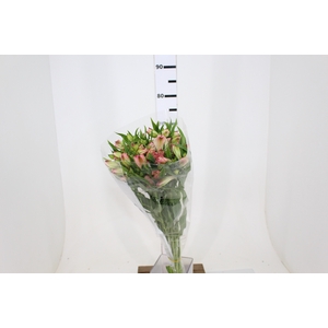 ALSTROEMERIA REBECCA 080 CM