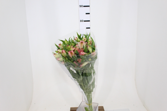 ALSTROEMERIA REBECCA 080 CM