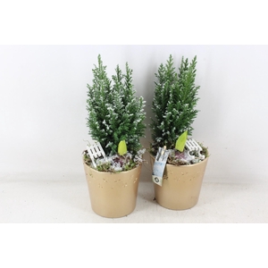 arr4 Hyacint JS - Pot gold ster picea