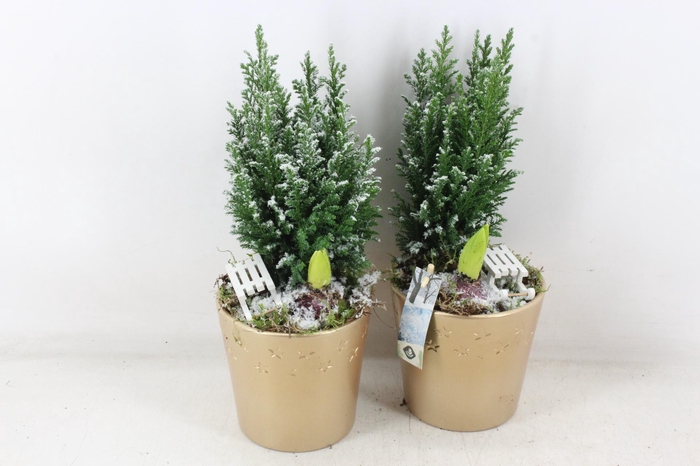 <h4>arr4 Hyacint JS - Pot gold ster picea</h4>