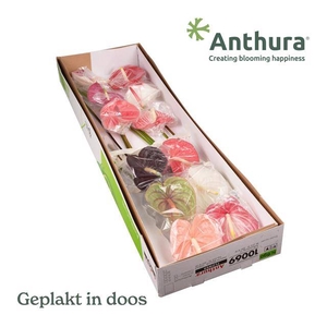 Anthurium mix in box