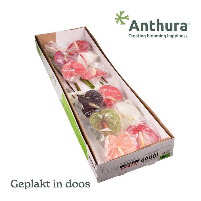 <h4>Anthurium mix in box</h4>