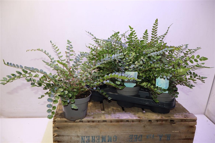 <h4>Pellaea Rotundifolia</h4>
