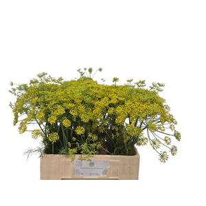 ANET GRAVEOLENS