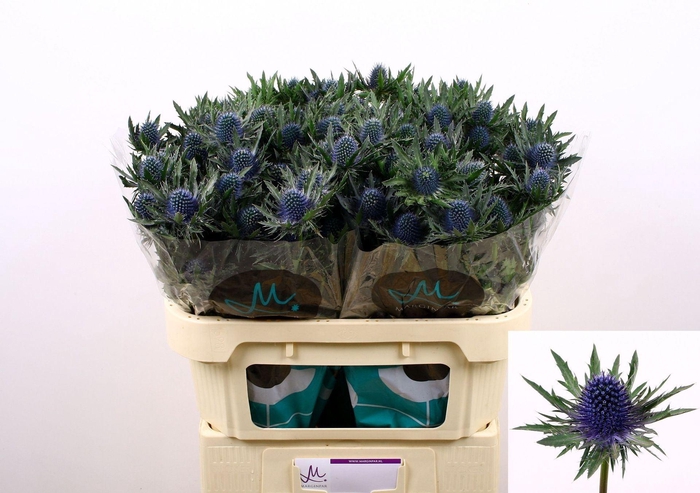 <h4>ERYNGIUM  'AQUARIUS QUESTAR'</h4>