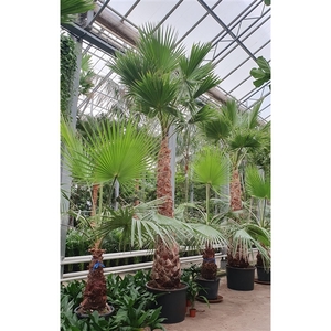 Washingtonia robusta