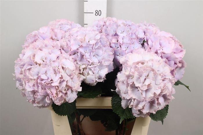 <h4>Hydr M My Primavera</h4>