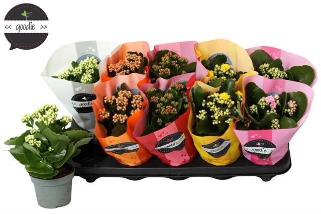 <h4>KALAN CALAN MIX GOODIE</h4>