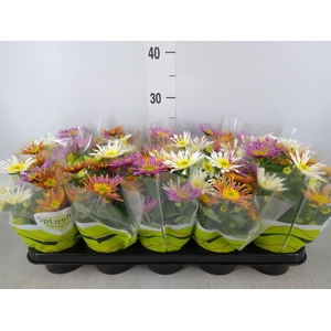 Chrysanthemum  'Splash Intense' .mx
