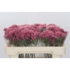 Ozothamnus Booming Pink