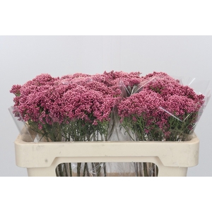 Ozothamnus Booming Pink
