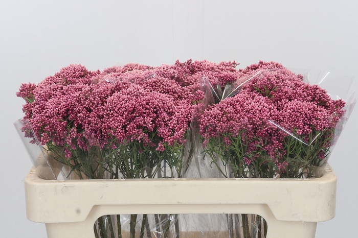 Ozothamnus Booming Pink