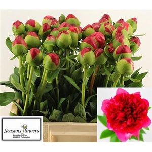 Paeo Com Performance