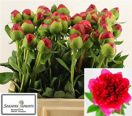 <h4>Paeo Com Performance</h4>