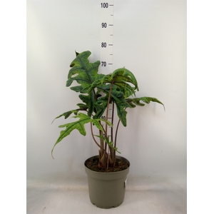 Alocasia   ...