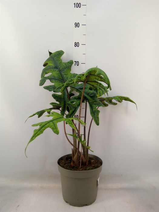 <h4>Alocasia   ...</h4>