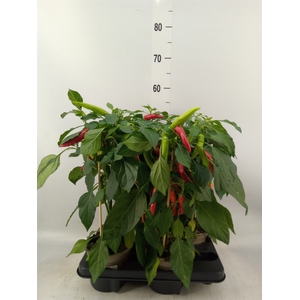 Capsicum annuum   ...peper