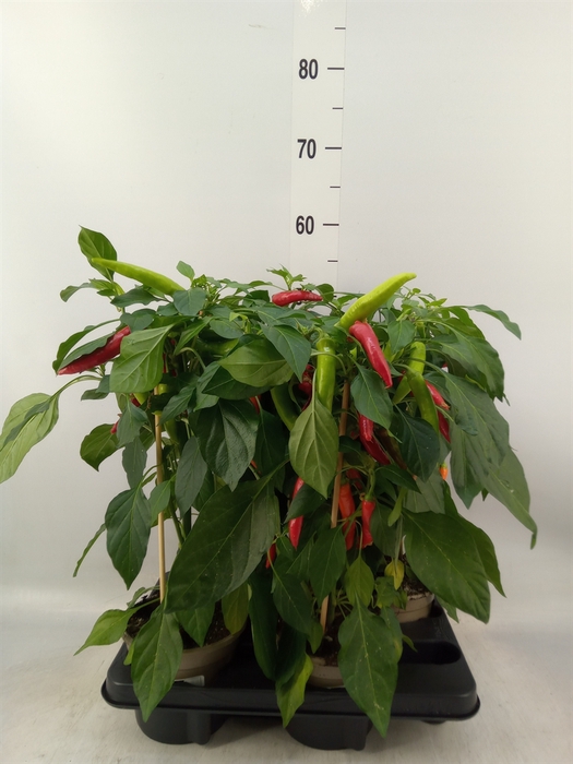 <h4>Capsicum annuum   ...peper</h4>