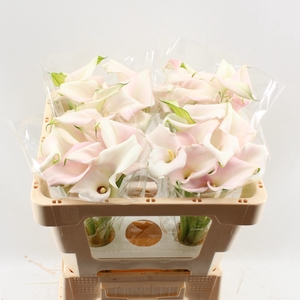 ZANT SWEET ART DOUBLE