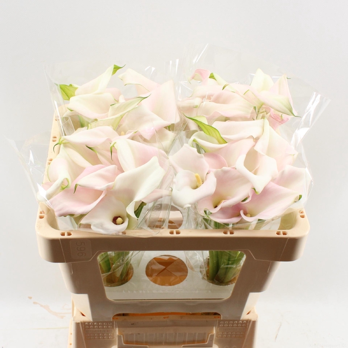 <h4>ZANT SWEET ART DUBBEL</h4>