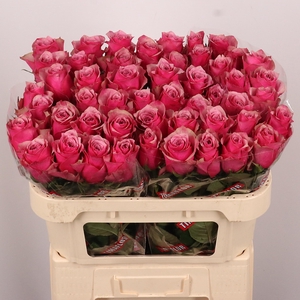 R GR MAJESTIC ATHENA