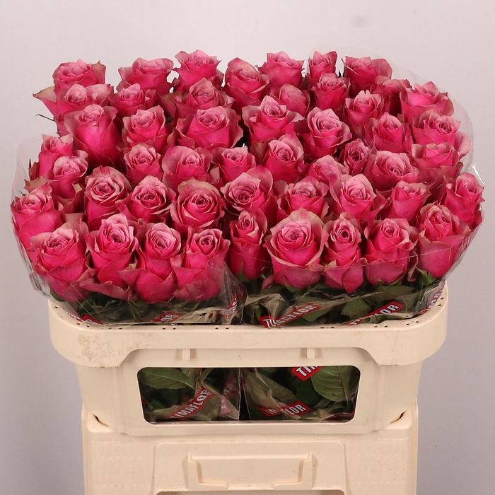 <h4>R GR MAJESTIC ATHENA</h4>