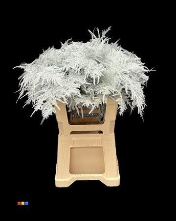 <h4>Asp Extra White</h4>