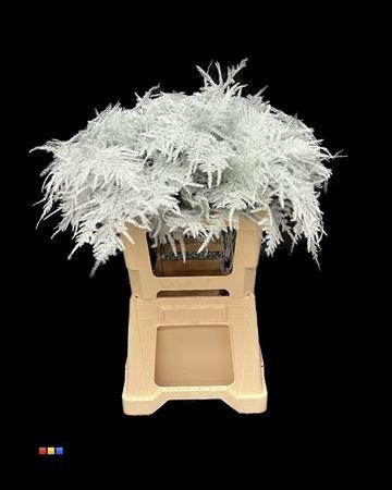 <h4>Asp Extra White</h4>