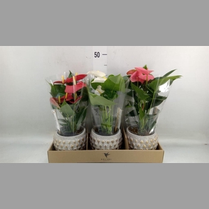 Anthurium andr.   ...mix  3