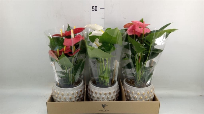 <h4>Anthurium andr.   ...mix  3</h4>