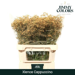 Gyps Xlence L80 Cappuccino