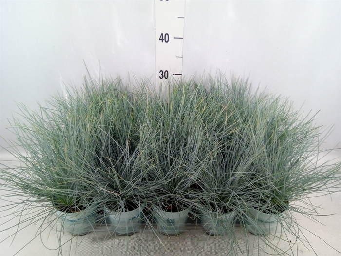 <h4>Festuca glauca 'Compacta Blue'</h4>