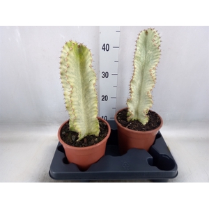 Euphorbia ingens 'Variegata'