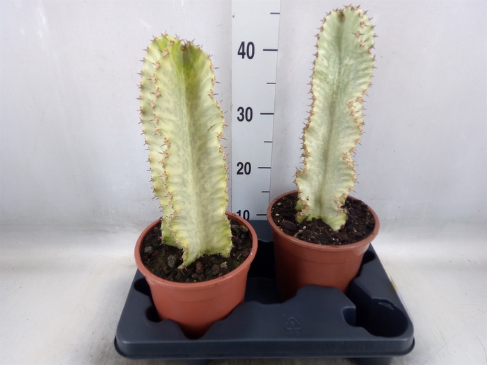 <h4>Euphorbia ingens 'Variegata'</h4>