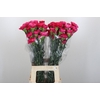 Dianthus St Bizet