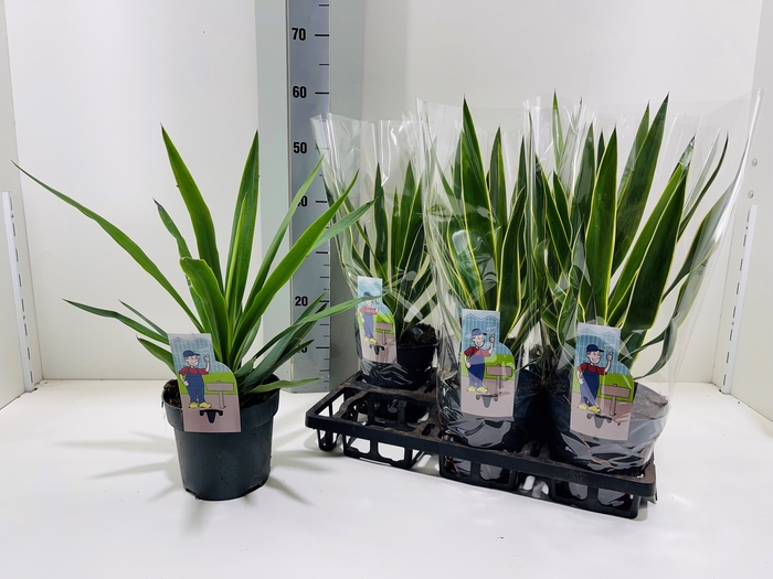 <h4>YUCCA</h4>