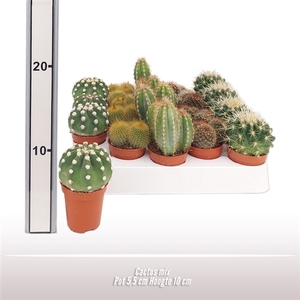 Cactus Gemengd