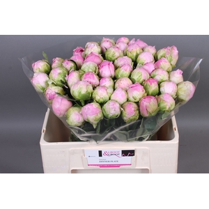 Paeonia Dinner Plate | Heavy Quality