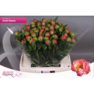 PAEONIA HYBR. 'CORAL CHARM' PAEONIA